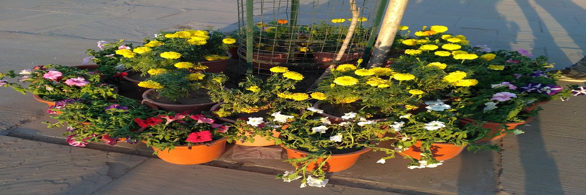 Flower